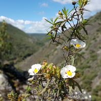 Flores de jara en el Parque Nacional de Cabañeros. Al fondo abajo, difuminados, el Boquerón del Estena, el río y la ruta. Flores de jara en el Parque Nacional de Cabañeros. Al fondo abajo, difuminados, el Boquerón del Estena, el río y la ruta.
