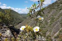 Navas de Estena en una foto: estratos del Boquerón y flor de jara. Entre unos y otra, 450 millones de años. Calma, no hay prisa. Navas de Estena en una foto: estratos del Boquerón y flor de jara. Entre unos y otra, 450 millones de años. Calma, no hay prisa.
