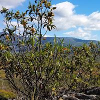 Jara pringosa en el Parque Nacional de Cabañeros, con el valle del Estena al fondo. Jara pringosa en el Parque Nacional de Cabañeros, con el valle del Estena al fondo.