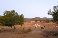 Imagen crepuscular de los prados aledaños a la casa rural La Fuente Gorda. Parque Nacional de Cabañeros al fondo. Imagen crepuscular de los prados aledaños a la casa rural La Fuente Gorda. Parque Nacional de Cabañeros al fondo.