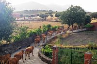 Ganado vacuno de paso por la calle trasera de La Fuente Gorda, en Navas de Estena. Sierras de Cabañeros al fondo. Ganado vacuno de paso por la calle trasera de La Fuente Gorda, en Navas de Estena. Sierras de Cabañeros al fondo.