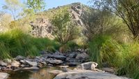 Vegetación de ribera el el cauce del río Estena al final de la ruta del Boquerón, Parque Nacional de Cabañeros.