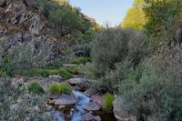 Vegetación de ribera el el cauce del río Estena en el último tramo de la ruta del Boquerón, Parque Nacional de Cabañeros. Vegetación de ribera el el cauce del río Estena en el último tramo de la ruta del Boquerón, Parque Nacional de Cabañeros.