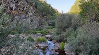 Vegetación de ribera el el cauce del río Estena en el último tramo de la ruta del Boquerón, Parque Nacional de Cabañeros.