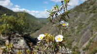 La flor de jara es la más representativa del paisaje de Cabañeros. Al fondo, difuminados, los estratos del Boquerón del Estena. La flor de jara es la más representativa del paisaje de Cabañeros. Al fondo, difuminados, los estratos del Boquerón del Estena.